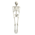 5.4FT Posable Skeleton C991385