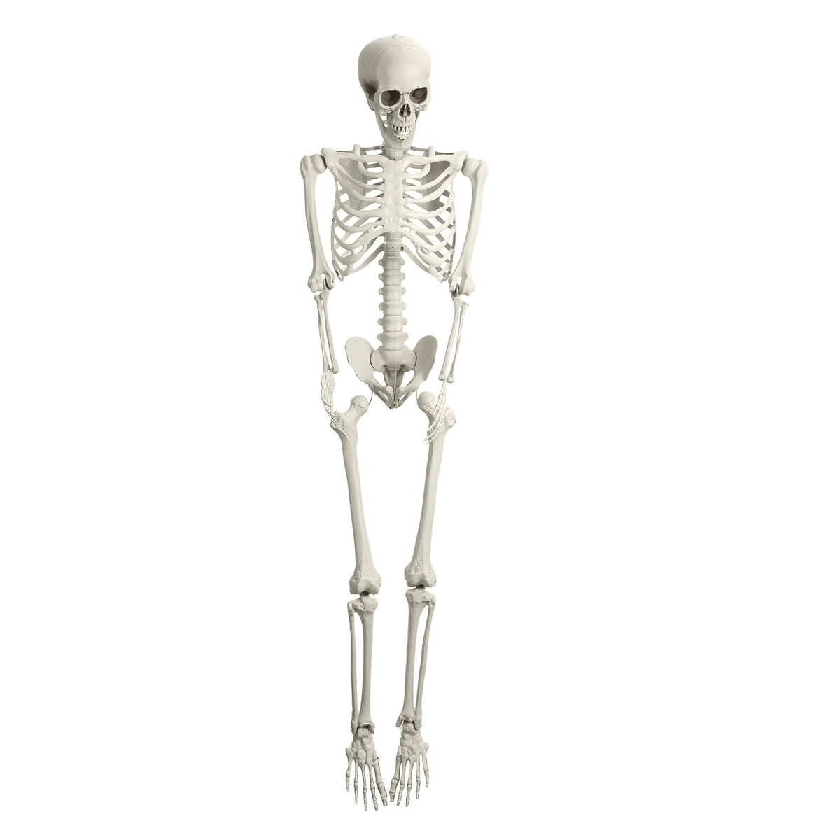 5.4FT Posable Skeleton C991385