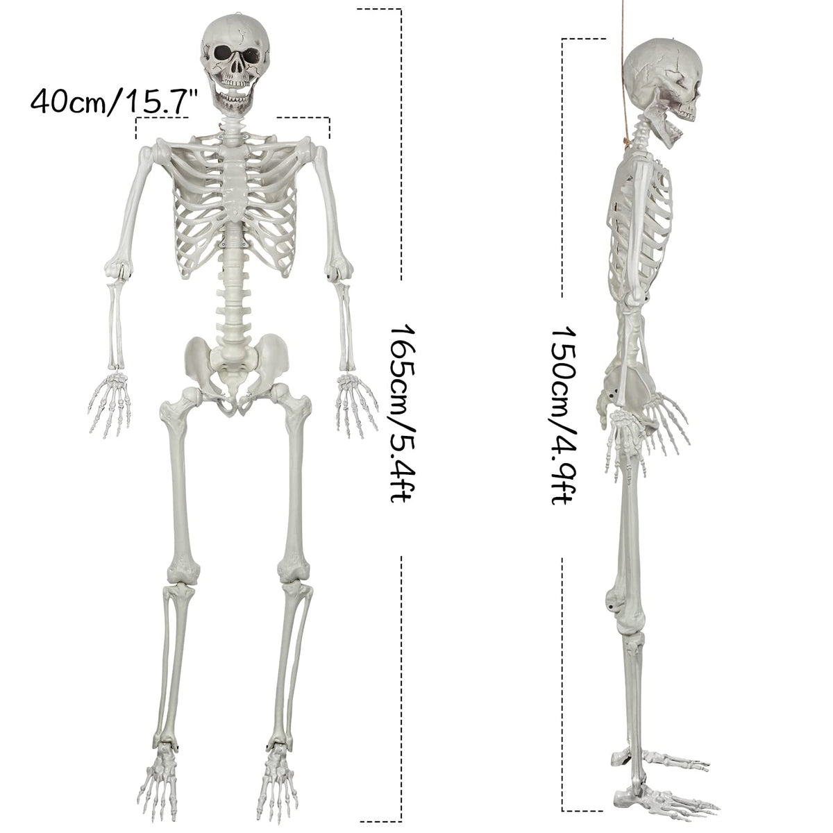 5.4ft Posable Life Size Skeleton with Movable Joints E216