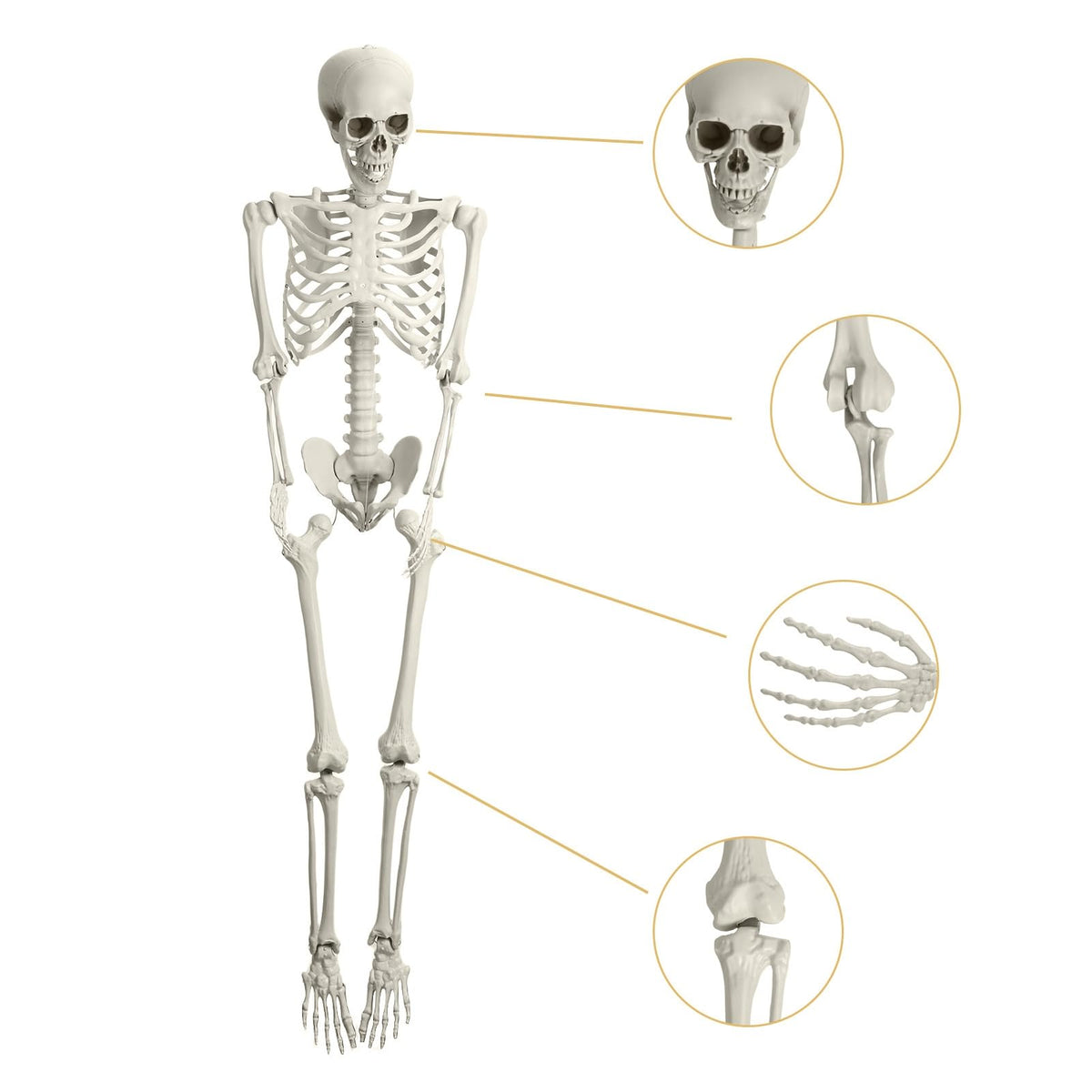 5.4FT Posable Skeleton C991385