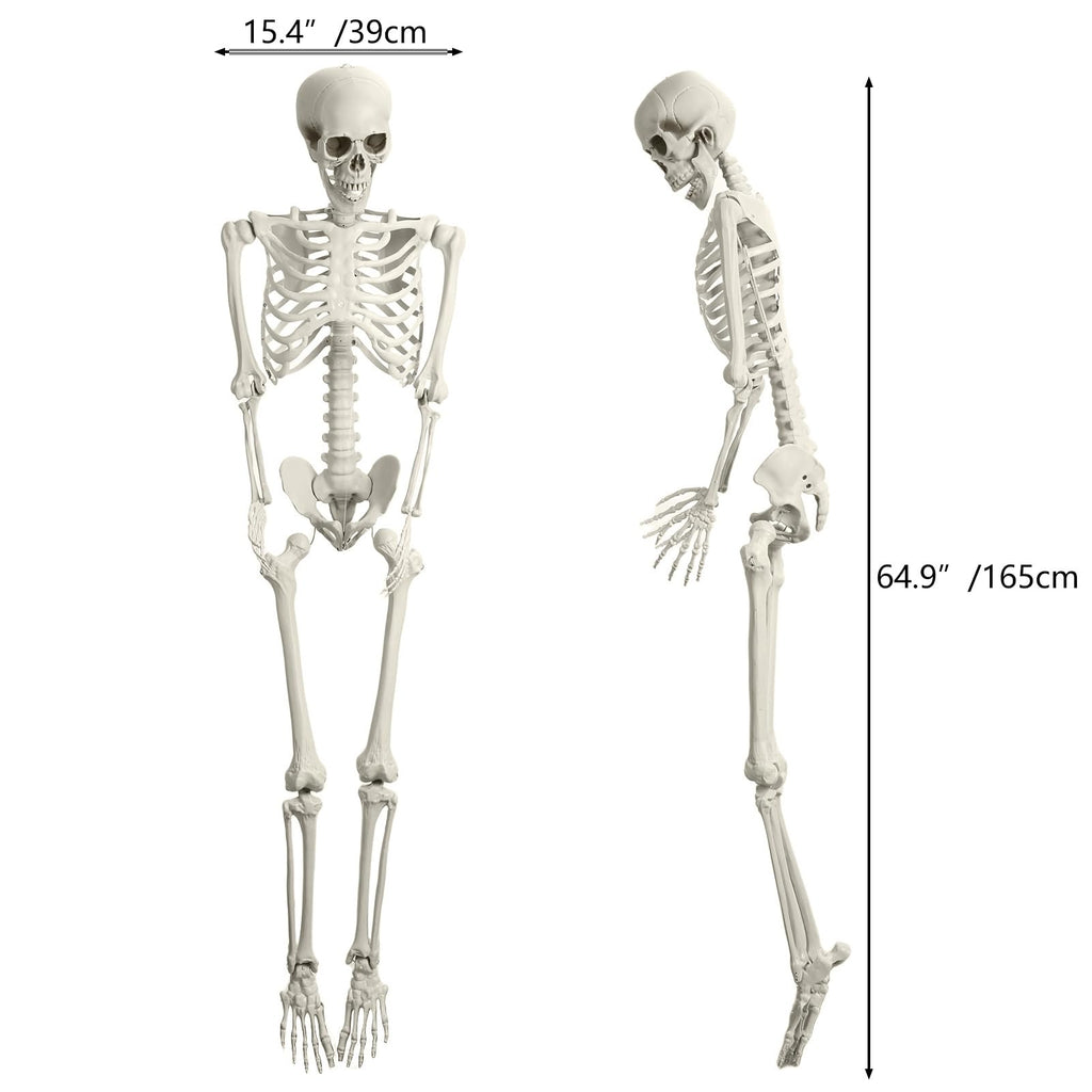 5.4FT Posable Skeleton C991385