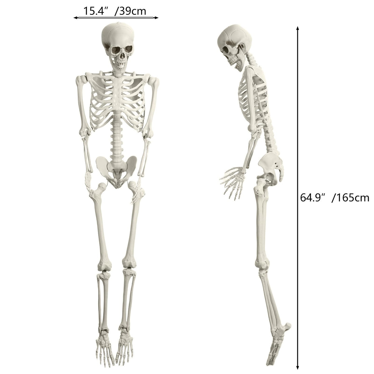 5.4FT Posable Skeleton C991385