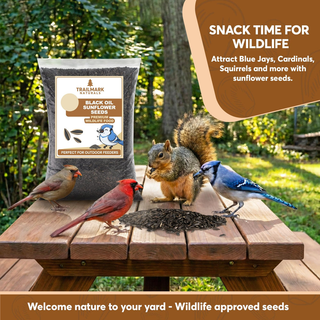 Black Oil Sunflower Seeds for Birds R4364
