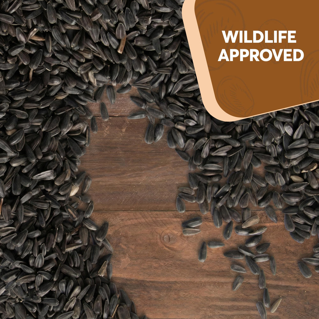 Black Oil Sunflower Seeds for Birds R4364