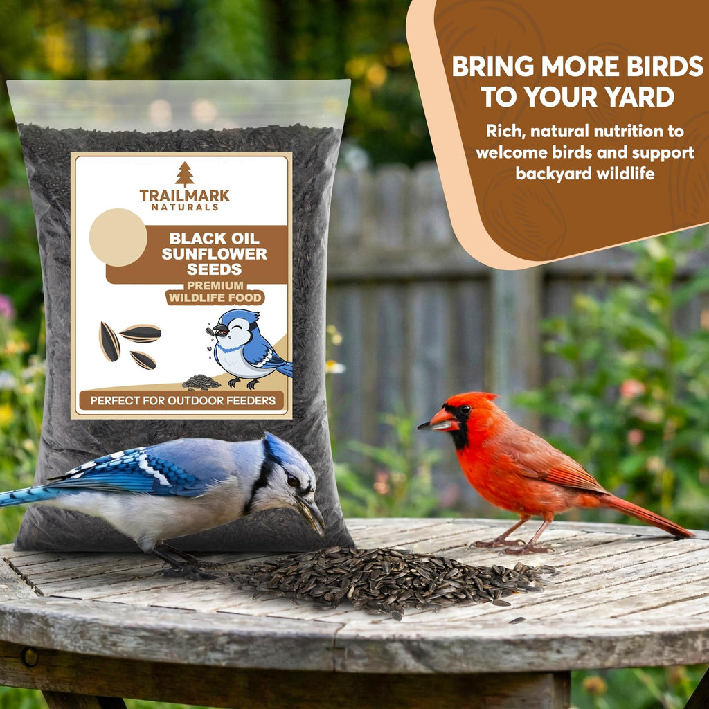 Black Oil Sunflower Seeds for Birds R4364